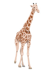 African giraffe. Realistic wild vector animal