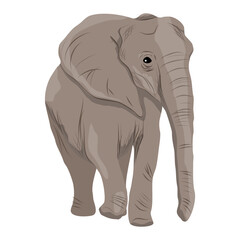 African elephant. Realistic vector animal of Africa