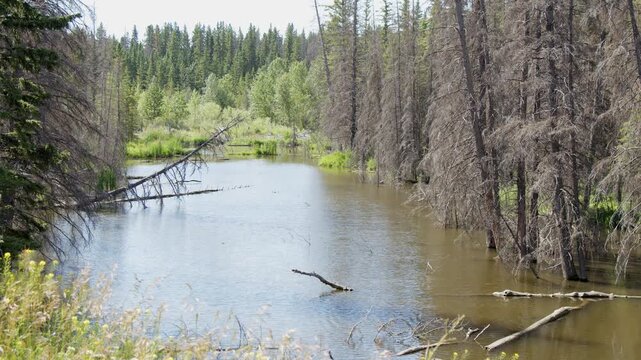 Nature background: Warm breeze blows over tranquil forest beaver pond