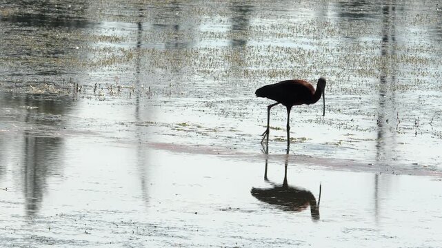 Silhouette of curved bill Ibis bird wades in shallow pond after food