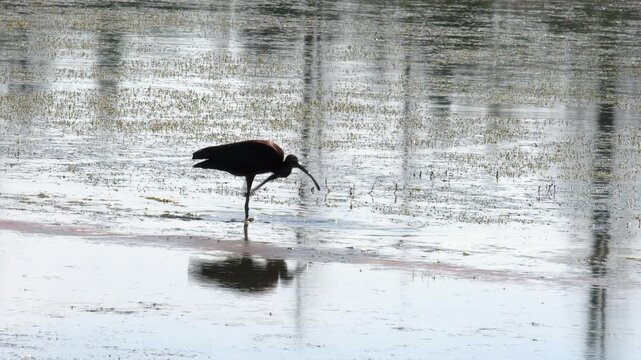 Copper coloured silhouette of Ibis aquatic bird, shallow wetland pond