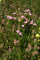 Obraz premium Common centaury flower (Centaurium erythraea)