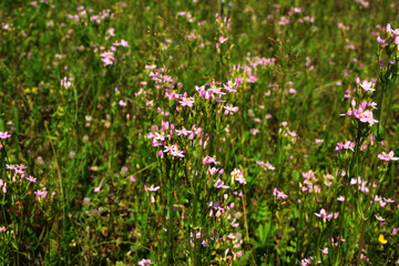 Obraz premium Common centaury flower (Centaurium erythraea)