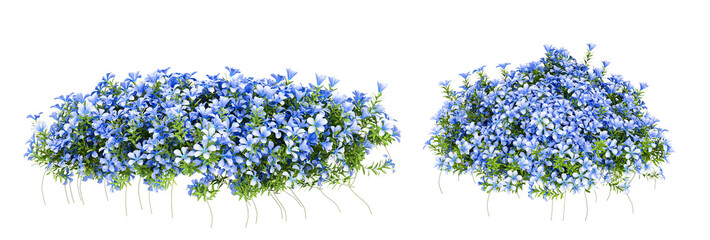 Blue flower bush plant isolated on white