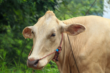 White Cows grazing on a green meadow in the countryside of Thailand