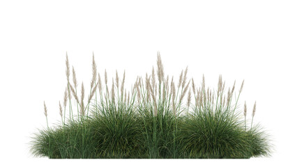Isolated green grass on a white background, 3d render