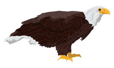 A large bald eagle sits sideways. Realistic vector animal