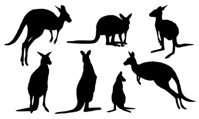 Set of Australian big red kangaroo silhouettes. Osphranter rufus females, males and baby kangaroos in different poses. realistic vector animal