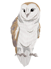 Brown barn owl. Wild night birds of the forest. Realistic vector bird