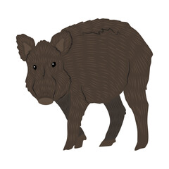 Wild boar Sus scrofa. Realistic vector forest animals