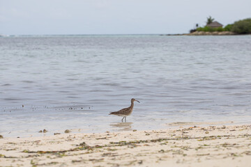 Numenius phaeopus bird, Numenius phaeopus looking for food on the ocean shore