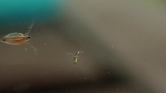 Close up of waterfleas Daphnia