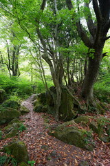 old trees and mossy rocks in primeval forest
