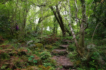 fine footpath through dense spring forest