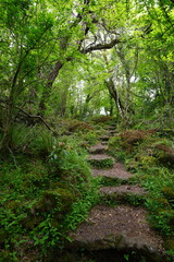 fine footpath through dense spring forest