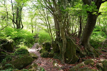 old trees and mossy rocks in primeval forest