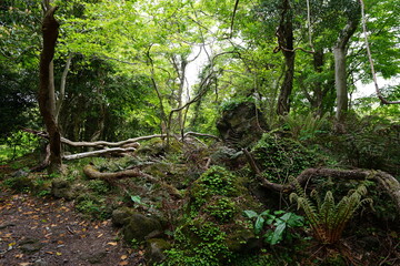mossy rocks and trees in primeval forest
