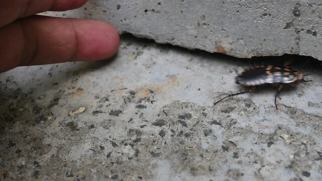Cockroaches are a&nbsp;paraphyletic&nbsp;group of&nbsp;insects&nbsp;belonging to&nbsp;Blattodea. Its other name roaches. It is a house insects. These are found in almost all the houses. 