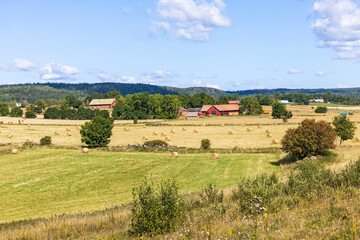 Obraz premium Agriculture landscape in the summer