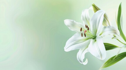 Naklejka premium Elegant White Lily on a Soft Green Background