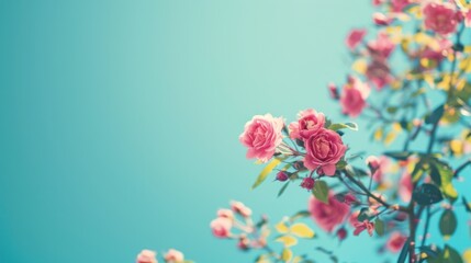 Pink Roses Blooming in Spring