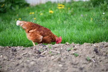 Head of domestic chicken eating green vegetable leaves in the farmer field 