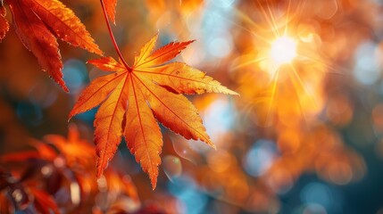 Autumn background with maple leaves and bokeh,Fall blurred background, Yellow and red maple leaves are flying and falling down. Autumnal landscape.water drop on leaf,space for text.