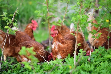 Head of domestic chicken eating green vegetable leaves in the farmer field 