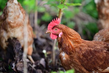 Portrait of a domestic hen's head on the grass in the farmland