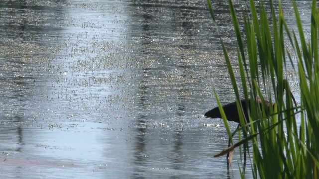 Backlit wading bird, copper colored Ibis walks behind marsh pond grass