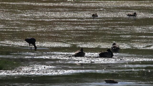 Silhouette of Ibis aquatic bird wades in spectral wetland amid ducks
