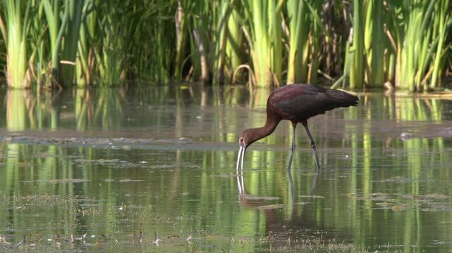 Long curved bill of white faced Ibis bird probes shallow pond for food