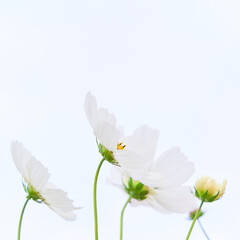 曇り空背景の白色のコスモスの花のクローズアップ