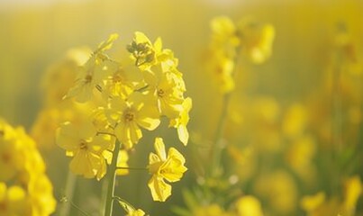 Obraz premium Vibrant Yellow Rapeseed Flowers in Full Bloom: Close-up View of Canola Fields in Champagne-Ardenne, France. Stunning 4K Spring Landscape Showcasing Golden Brassica Napus Blossoms Amidst Rolling Countr