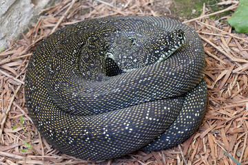 Australian Diamond Python in curled position