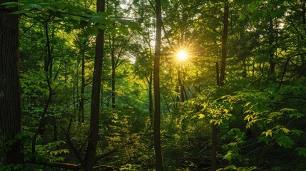 Fototapeta premium Sunlight Through Forest Canopy