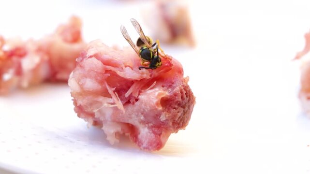 Common Germanic wasp devouring a piece of meat, at the end of the video it manages to cut it into a ball and takes it