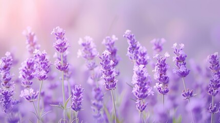 Obraz premium A soft lavender background with a subtle gradient, creating a gentle and soothing ambiance.