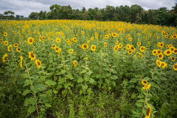 Agricultural field with yellow sunflowers against the sky with clouds.Sunflower field