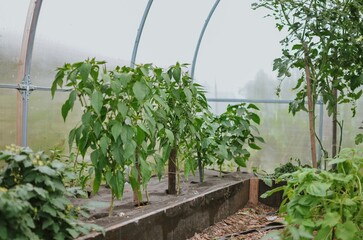 Planted cucumber sprouts in a flower bed in a greenhouse in a salad garden in summer