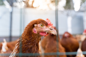 Lohmann brown chicken head close-up on a blurred background. A young chicken looks directly into the camera