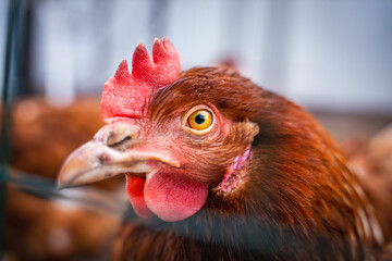 A young lohmann brown laying hen looks at the camera close-up through the fence