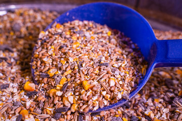 High-quality grain mixture for feeding chickens, close-up