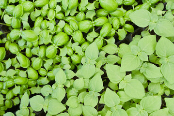 Genoveser and citrus basil from above