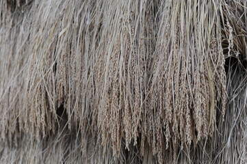 Piles of rice straw with rice grains drying in the sun on a rice field in a village. Ecological and environment friendly agriculture in Japan, Asia