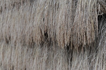 Piles of rice straw with rice grains drying in the sun on a rice field in a village. Ecological and environment friendly agriculture in Japan, Asia