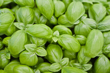 close up of genoveser basil