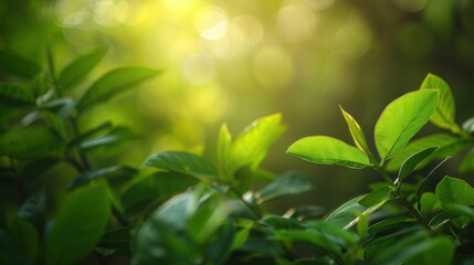 Sunlight Through Green Leaves