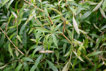 texture, background of whole coffee beans