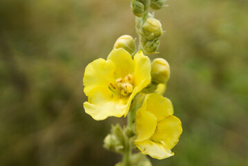 Obraz premium denseflower mullein, verbascum densiflorum flower